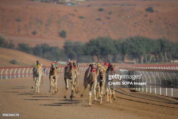 Camel Racing Track 61 Camel Racing At Al Sawan Race Track Stock Photos, High-Res Pictures ...