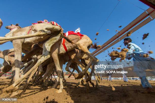 Camel Racing Track Camel Racing At Al Sawan Race Track Photos and Premium High Res ...
