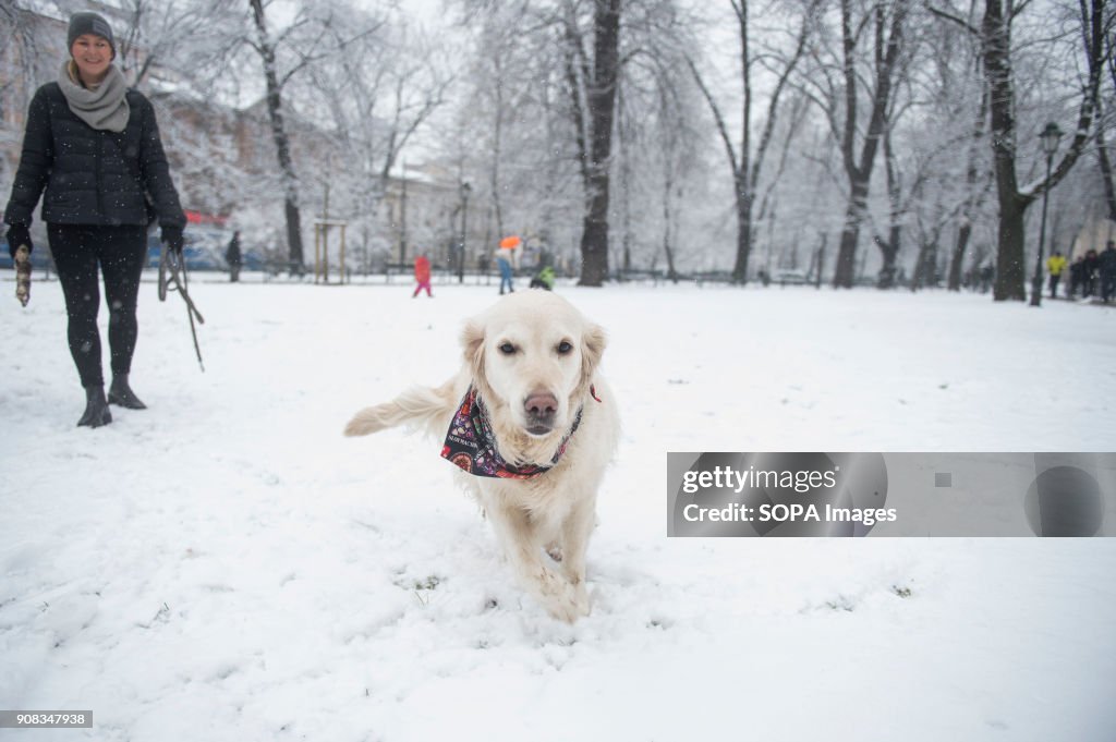 A dog plays in snow during winter in Krakow...