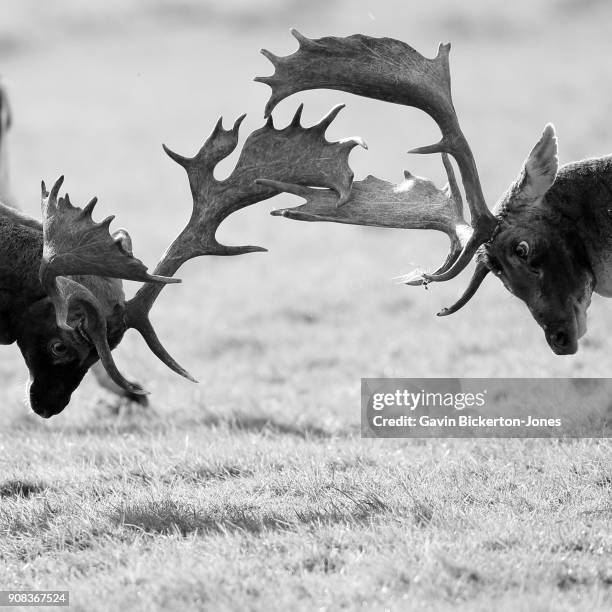 Fallow Discing 276 Fallow Deers Stock Photos, High-Res Pictures, and Images - Getty Images