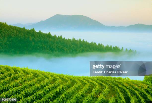napa vineyards with mt. st. helena in distance - napa california stock pictures, royalty-free photos & images