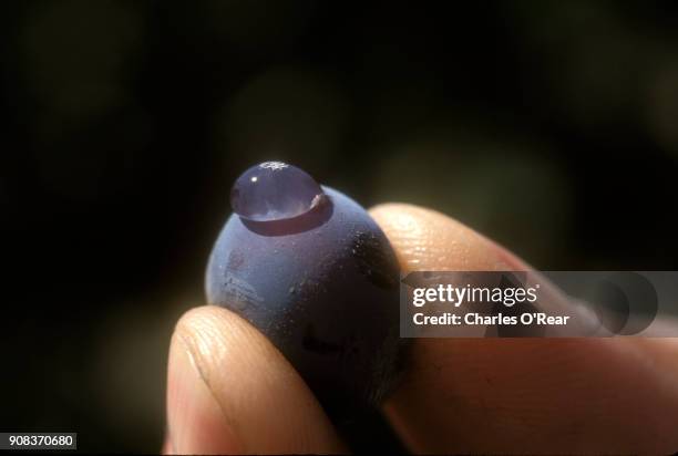 wine grape harvest in napa valley - grape stock pictures, royalty-free photos & images