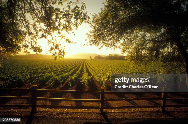 vineyard sunrise in napa valley - napa valley stockfoto's en -beelden