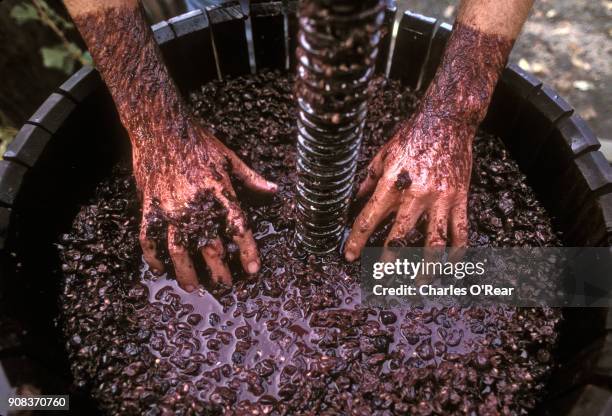 pressing wine grapes by hand - zinfandel grape - fotografias e filmes do acervo