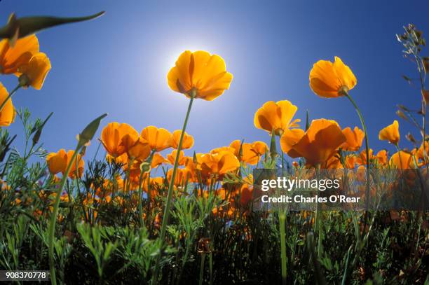 wild poppies in napa valley vineyard - napa california 個照片及圖片檔