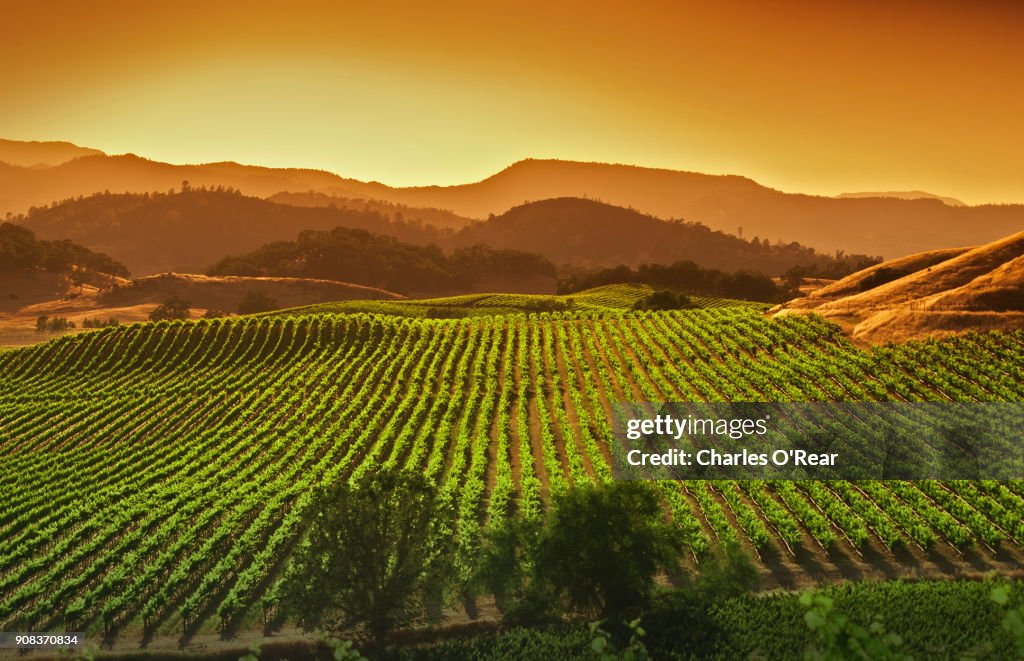 Napa Valley vineyard