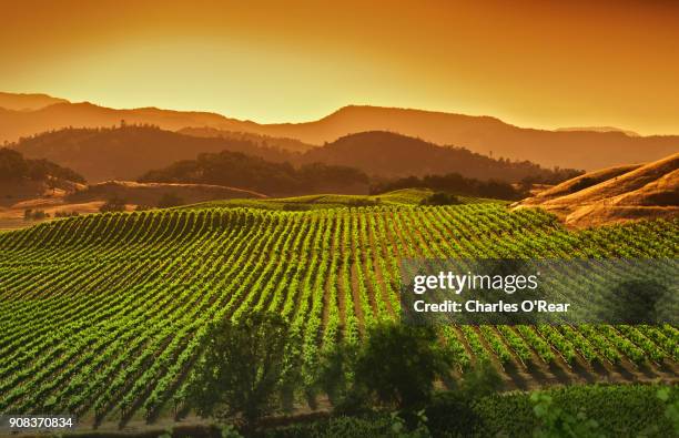 napa valley vineyard - wine grapes - fotografias e filmes do acervo