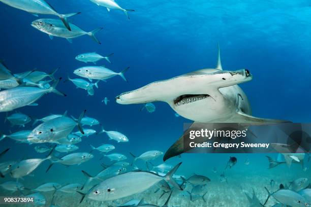 great hammerhead shark swims through school of fish - great hammerhead shark stockfoto's en -beelden