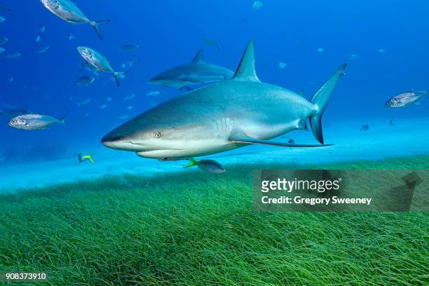 caribbean reef shark swims over sea grass - bahama banks bildbanksfoton och bilder