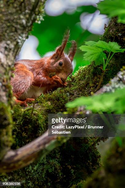 red squirrel eating in a tree - lazypixel stock-fotos und bilder