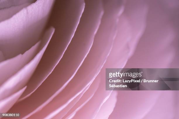 macro pink petals - lazypixel photos et images de collection