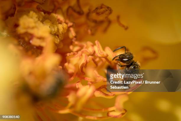 yellow flower with bee - lazypixel stock-fotos und bilder