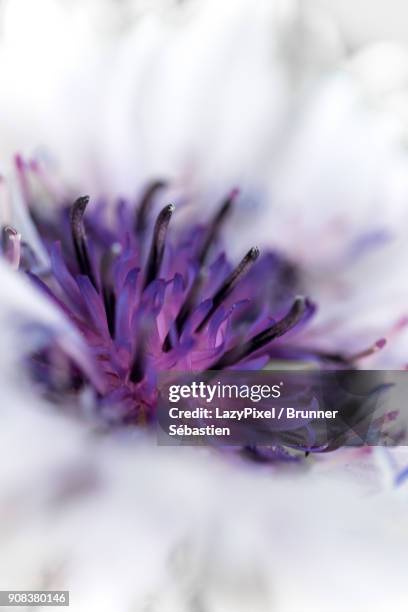 purple and white macro flower - lazypixel stock-fotos und bilder