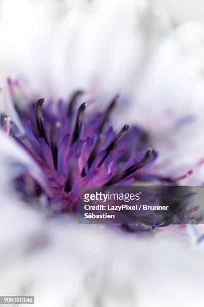 purple and white macro flower - lazypixel photos et images de collection
