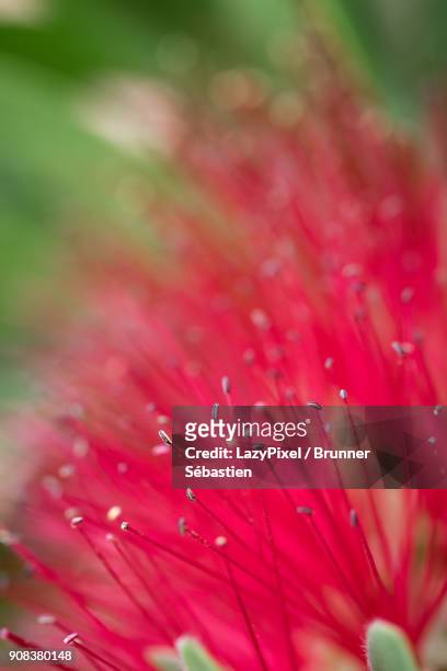 macro red flower - lazypixel photos et images de collection