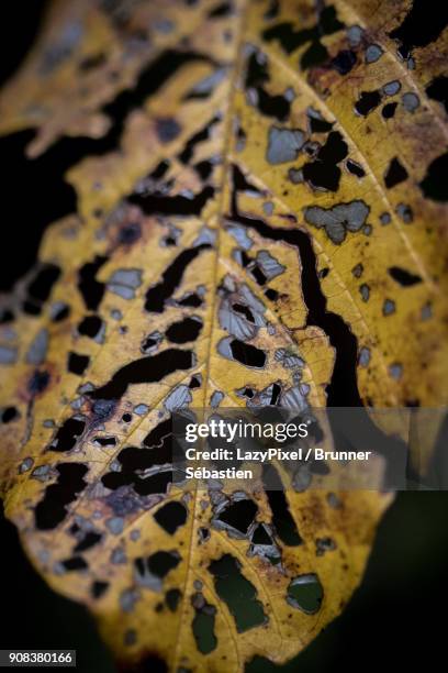 decaying autumn leaf - lazypixel stock-fotos und bilder