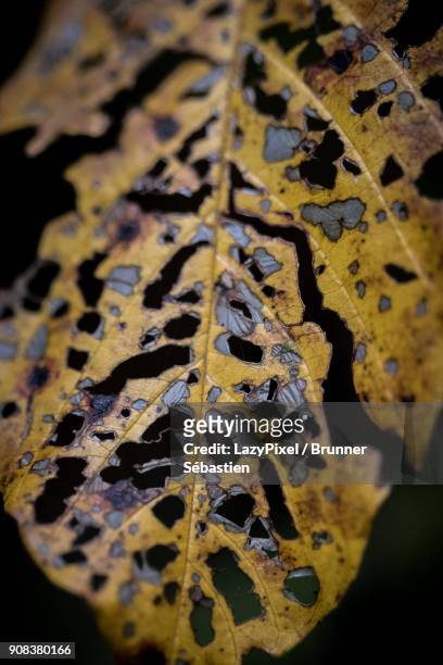 decaying autumn leaf - lazypixel photos et images de collection