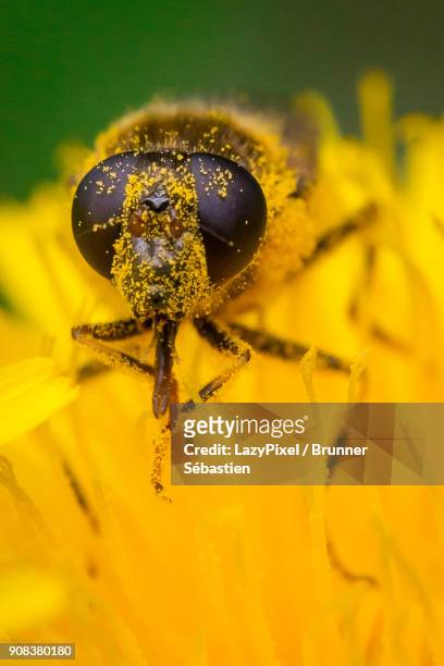 macro fly on a yellow flower - lazypixel photos et images de collection