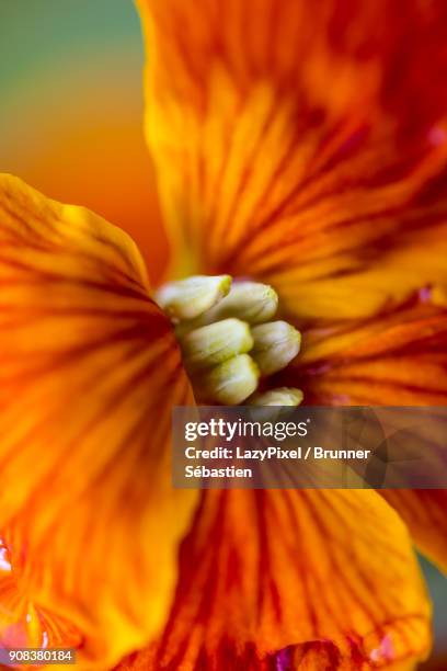 macro orange flower - lazypixel stock-fotos und bilder
