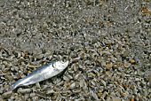 Alewife washed up on beach