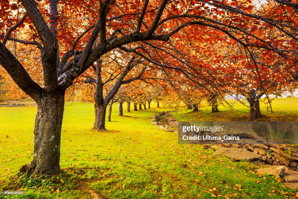 Autumn in Hurd Park, Dover, NJ