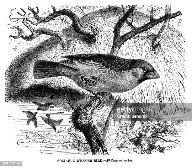 sociable weaverbird - nesting ground stock illustrations