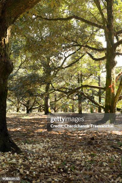 durian garden at chanthaburi, thailand - durian stock pictures, royalty-free photos & images