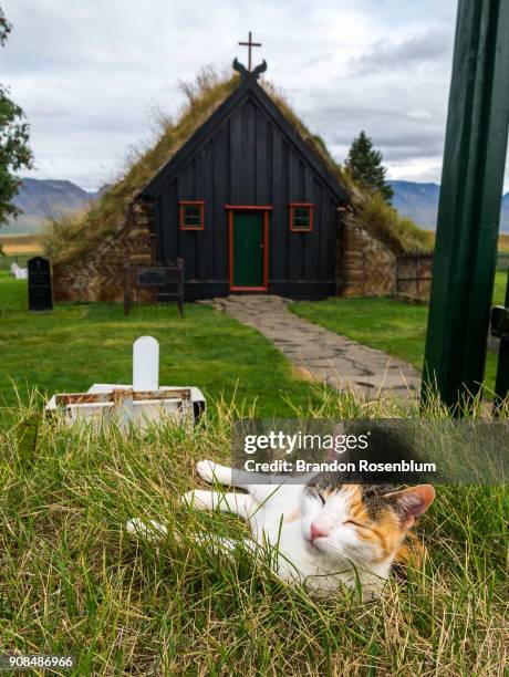 cat resting in front of víðimýrarkirkja turf church in iceland - skagafjordur stock pictures, royalty-free photos & images