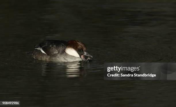 a stunning female smew (mergus albellus) eating a stickleback it has just caught in the lake. - stickleback fish stock pictures, royalty-free photos & images