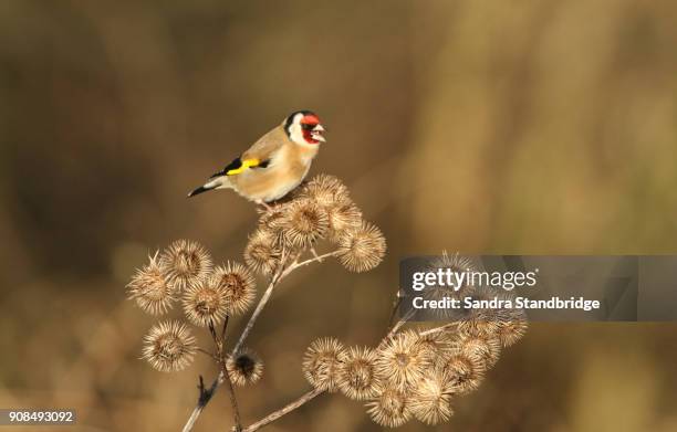 a beautiful goldfinch (carduelis carduelis) perched and feeding on the seeds of greater burdock (arctium lappa). - greater burdock stock pictures, royalty-free photos & images