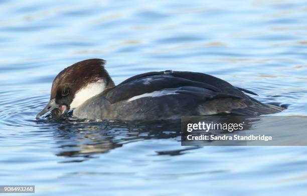 a stunning female smew (mergus albellus) eating a stickleback it has just caught in the lake. - stickleback fish stock pictures, royalty-free photos & images