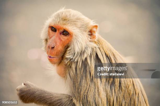 monkey portrait. india - rhesus macaque stock pictures, royalty-free photos & images