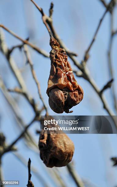 Australia-drought-climate-agriculture-Murray,FEATURE by Neil Sands This file photo taken on May 27, 2009 shows pears, ruined by the intense heat,...