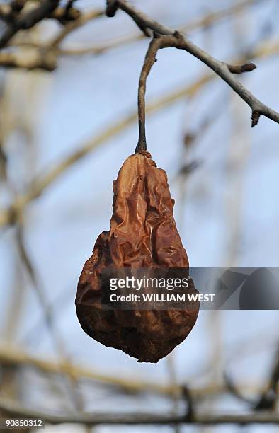 Australia-drought-climate-agriculture-Murray,FEATURE by Neil Sands This file photo taken on May 27, 2009 shows a pear, ruined by the intense heat,...