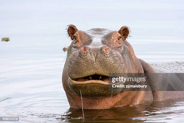 drôle hippo - hippopotame photos et images de collection