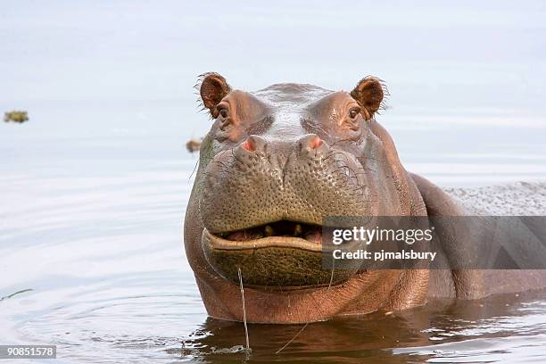 funny hippo - animals stock pictures, royalty-free photos & images