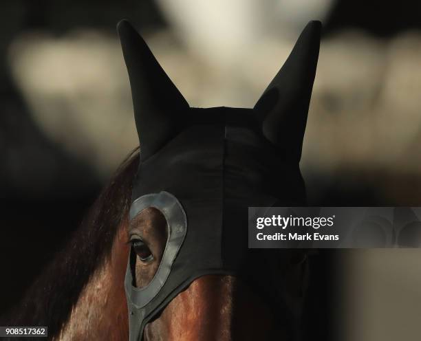 Winx before a Sydney barrier trial at Rosehill Gardens on January 22, 2018 in Sydney, Australia.