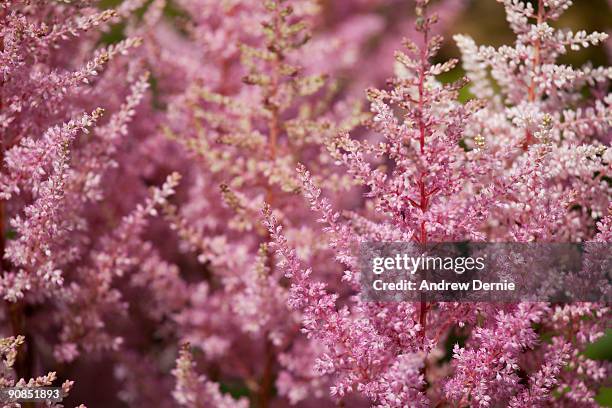 shade perennial flowers  - andrew dernie stock-fotos und bilder