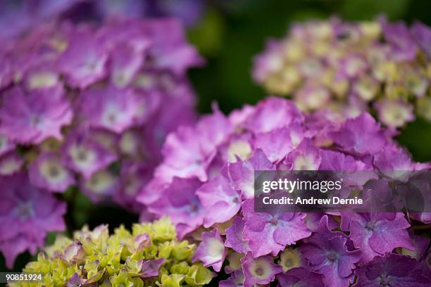 purple hydrangea - andrew dernie stock-fotos und bilder