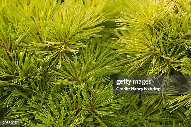 eastern white pine - eastern white pine stock pictures, royalty-free photos & images