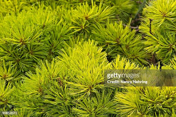 eastern white pin - pinus strobus stock pictures, royalty-free photos & images