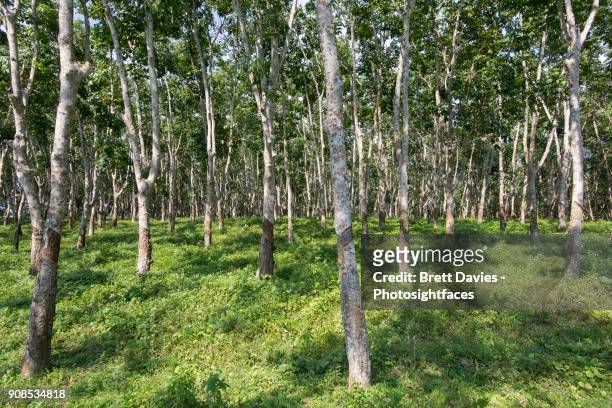rubber tree plantation - látex flora - fotografias e filmes do acervo