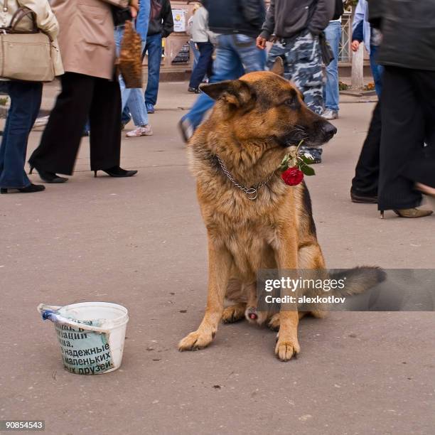 dog on street - alms stock pictures, royalty-free photos & images