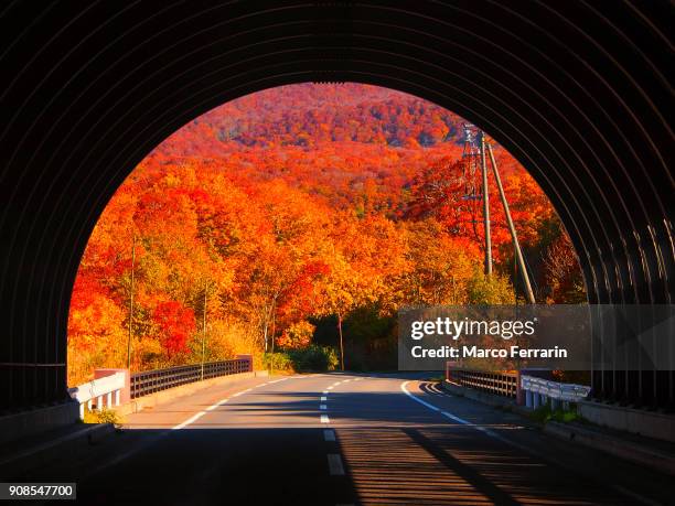 hello, autumn! - japanese fall foliage stock pictures, royalty-free photos & images