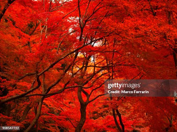 autumn colors in tokyo, japan - 紅葉 ストックフォトと画像