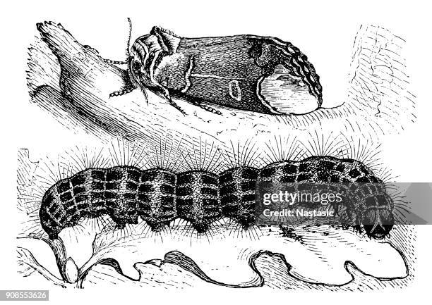 the buff-tip (phalera bucephala) - cabbage isolated stock illustrations