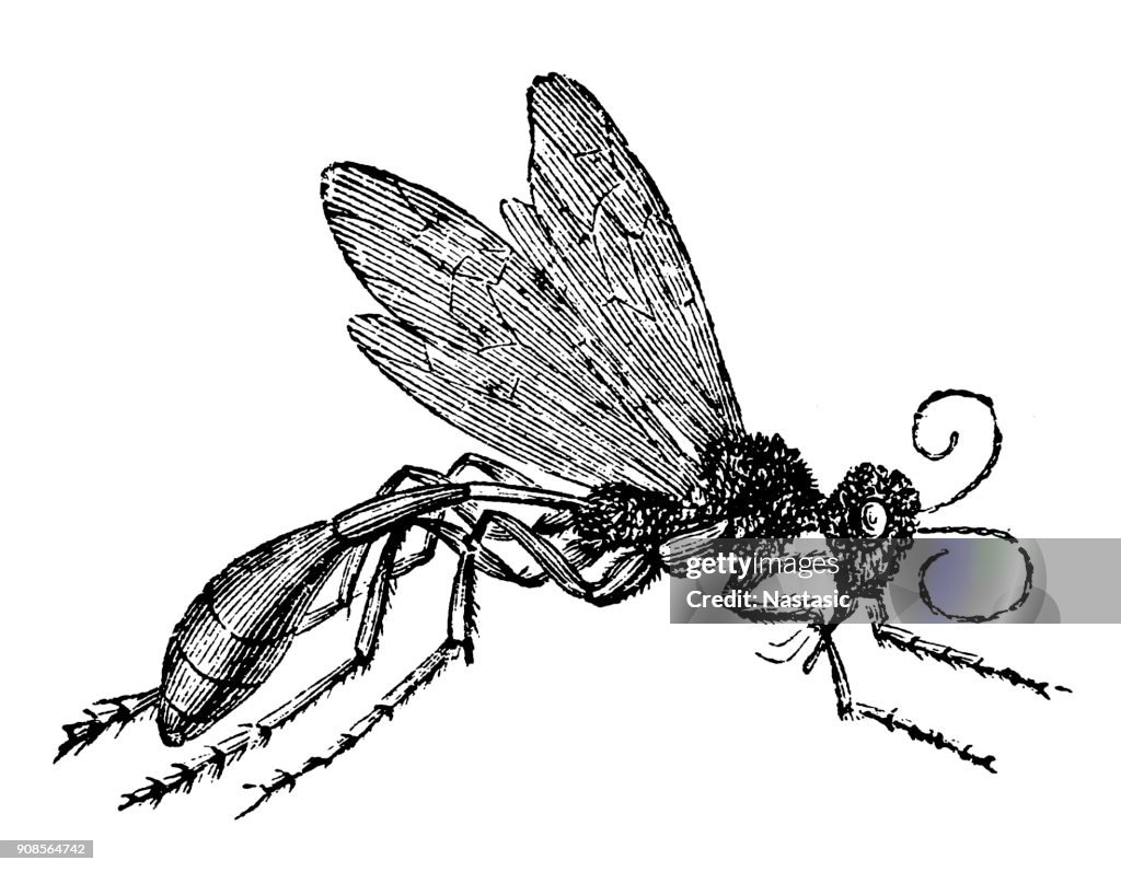 Red-banded sand wasp (Ammophila sabulosa)
