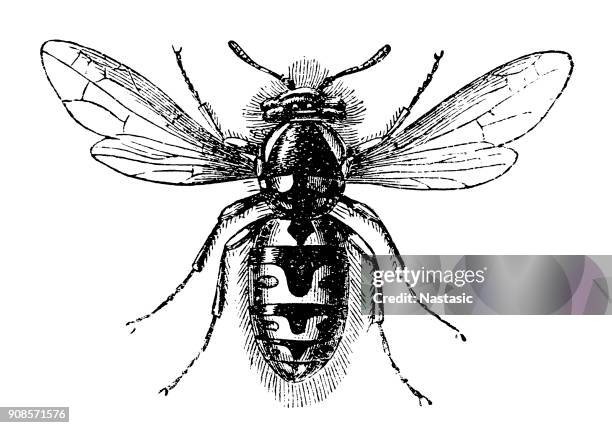 常見的黃蜂 （黃胡蜂柏） - wasp 幅插畫檔、美工圖案、卡通及圖標