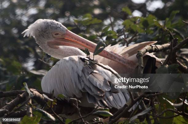 15 Nandankanan Zoological Park Stock Photos High Res Pictures And nandankanan-national-park