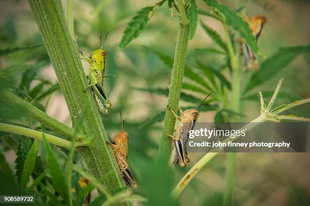 grasshoppers of nebraska, usa. - grasshopper ストックフォトと画像